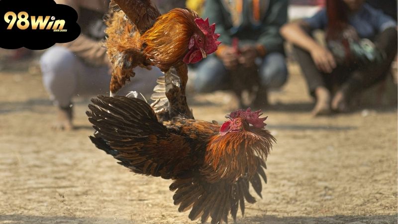 Đá gà mạng: Chơi thế nào để giành chiến thắng lớn 6 da-ga-mang-hoat-dong-nhu-the-nao?