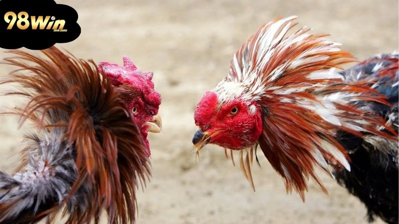 Đá gà mạng: Chơi thế nào để giành chiến thắng lớn 7 loi-ich-va-rui-ro-khi-tham-gia
