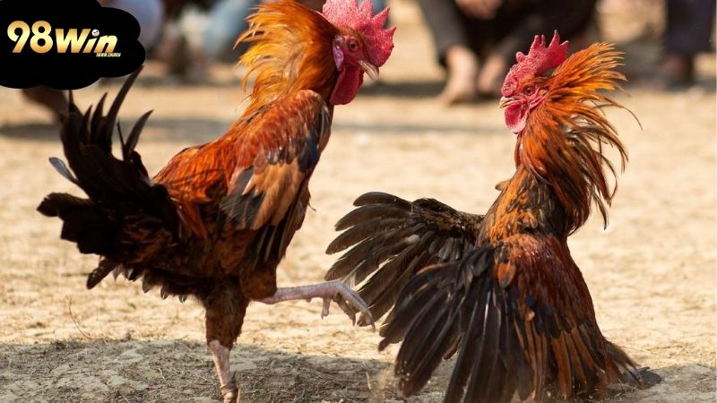 Đá gà Mỹ: Tìm hiểu về những chiến kê nổi tiếng 7 mot-so-giong-ga-da-my-noi-bat