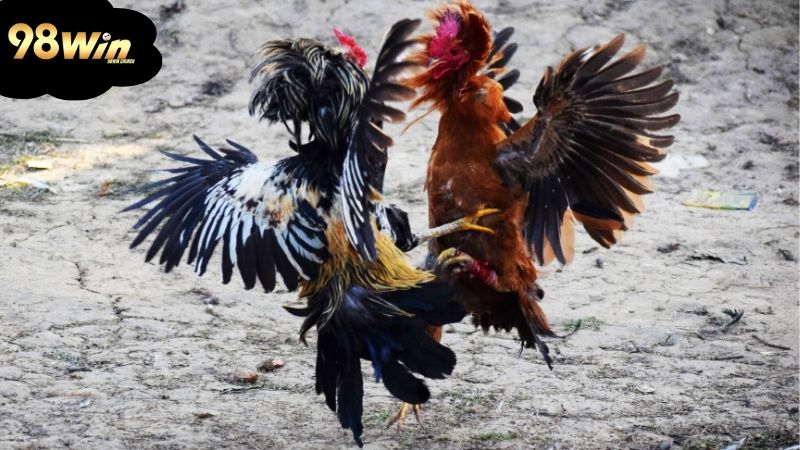Đá gà Peru: Những trận đấu hấp dẫn không thể bỏ qua 6 cac-yeu-to-gop-phan-tao-nen-su-hap-dan-cua-da-ga-peru