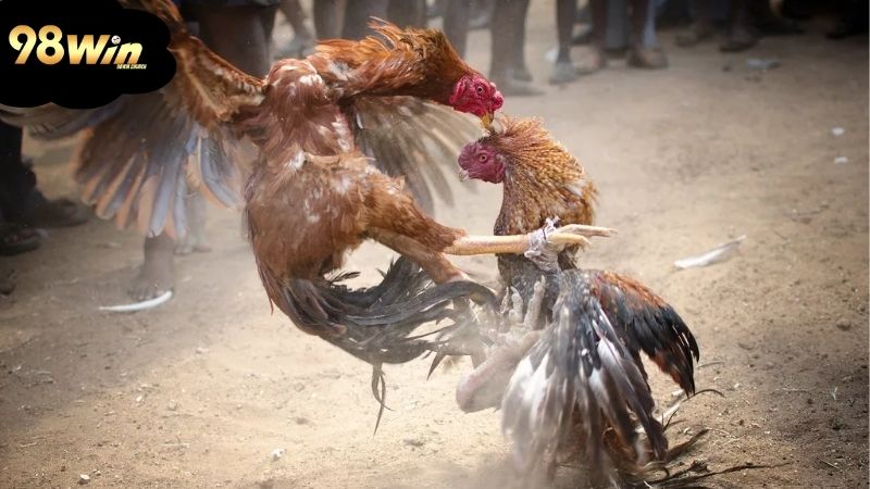 Đá gà mạng: Chơi thế nào để giành chiến thắng lớn 1 da-ga-mang